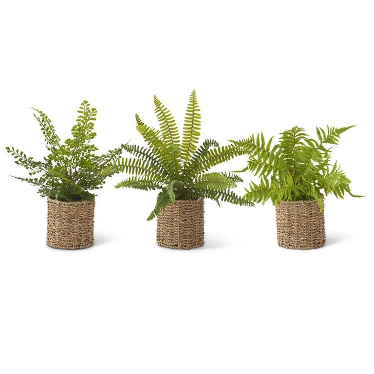 FERN IN ROUND WOVEN BASKET