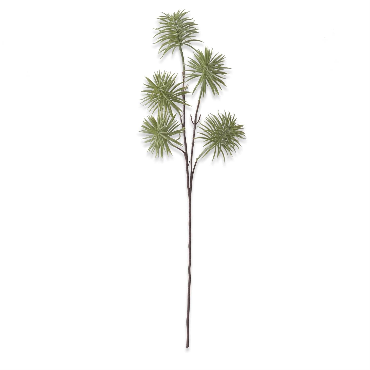 succulent spritzer Senecio Succulent Spray – Prairiegrass