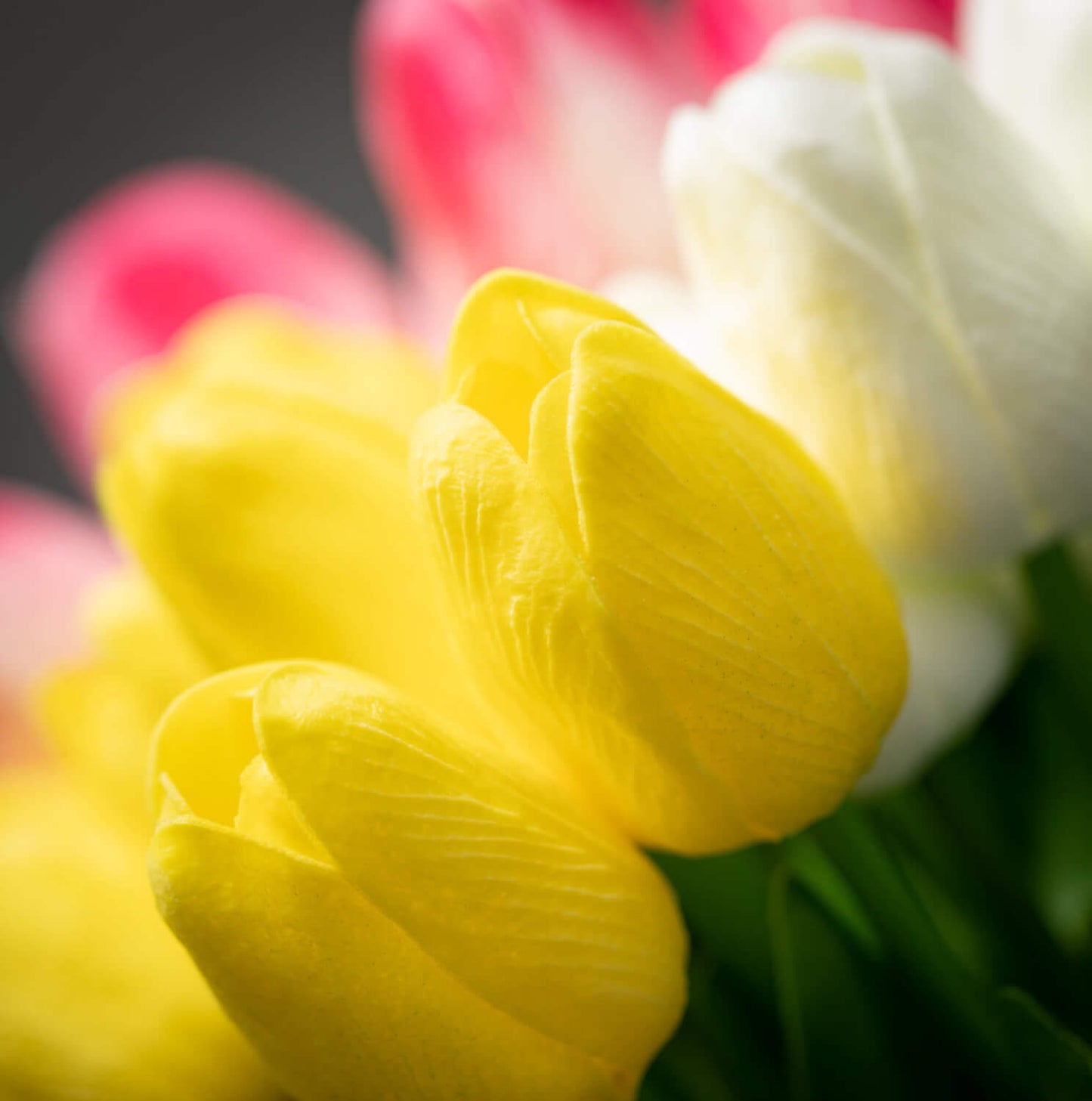SPRINGTIME BLOOMING TULIP BUSH - PINK