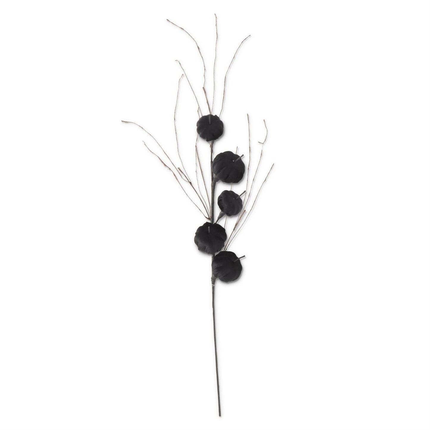 BLACK VELVET PUMPKIN STEM