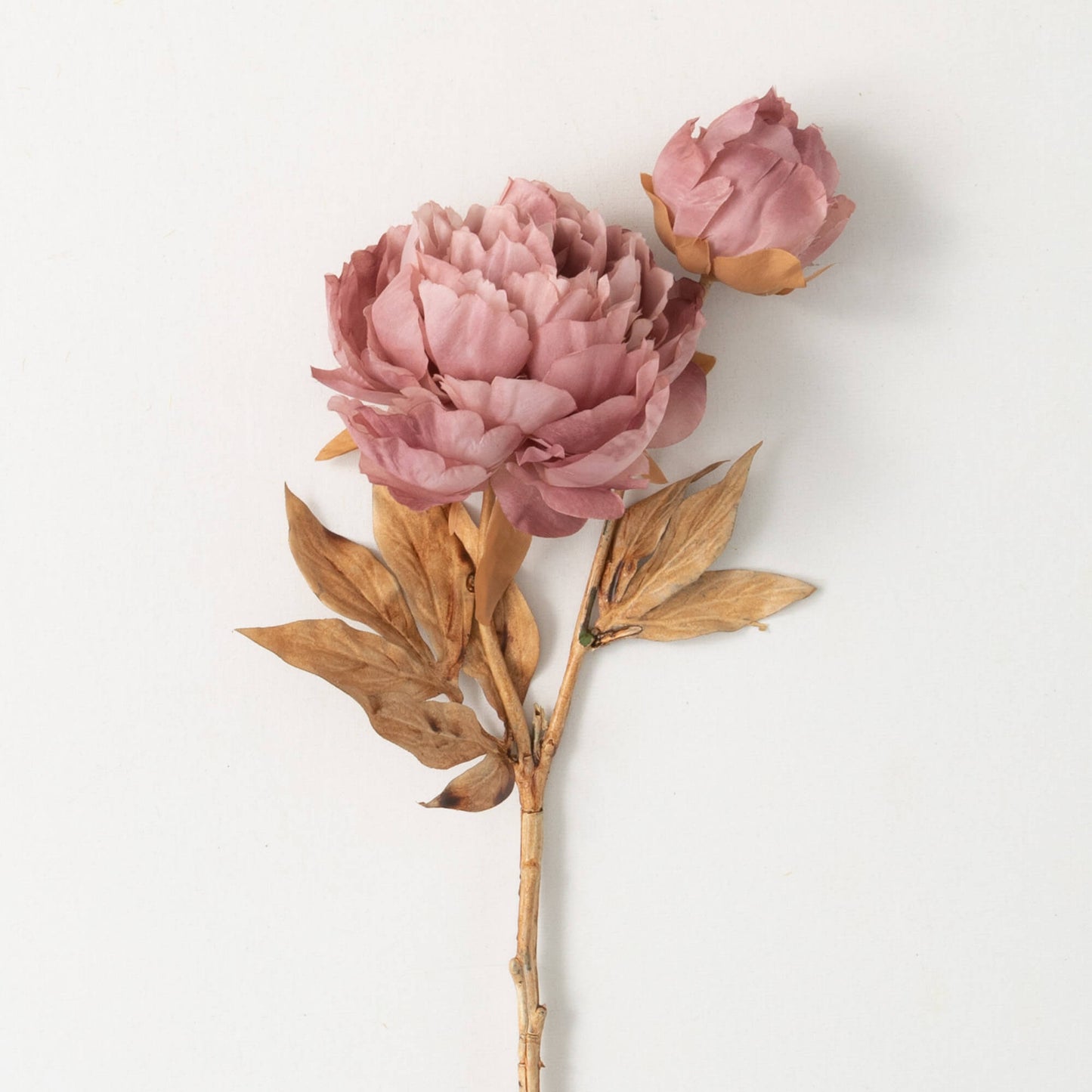 BLOOMING PEONIES - BLUSH PINK