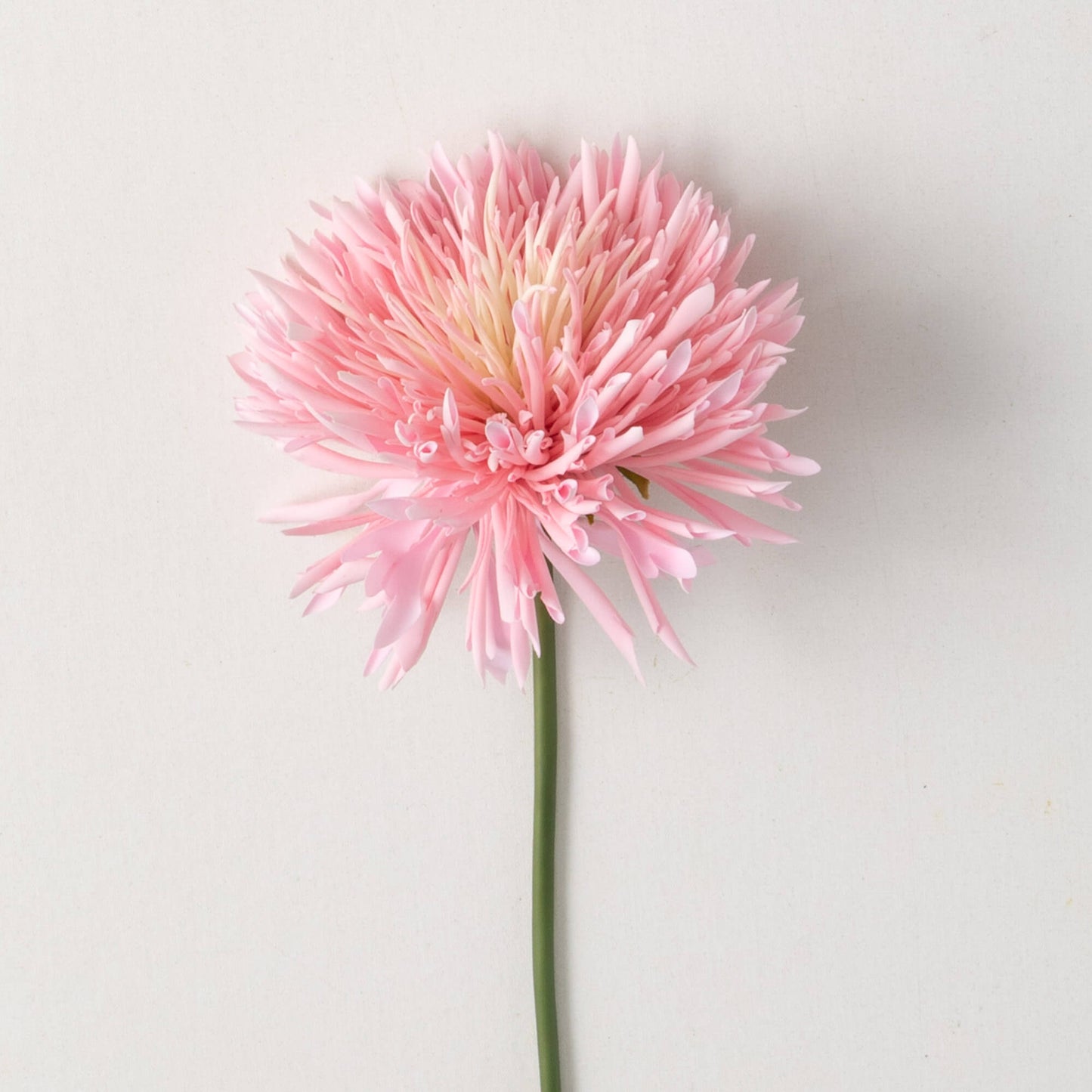 PINK CHRYSANTHEMUM