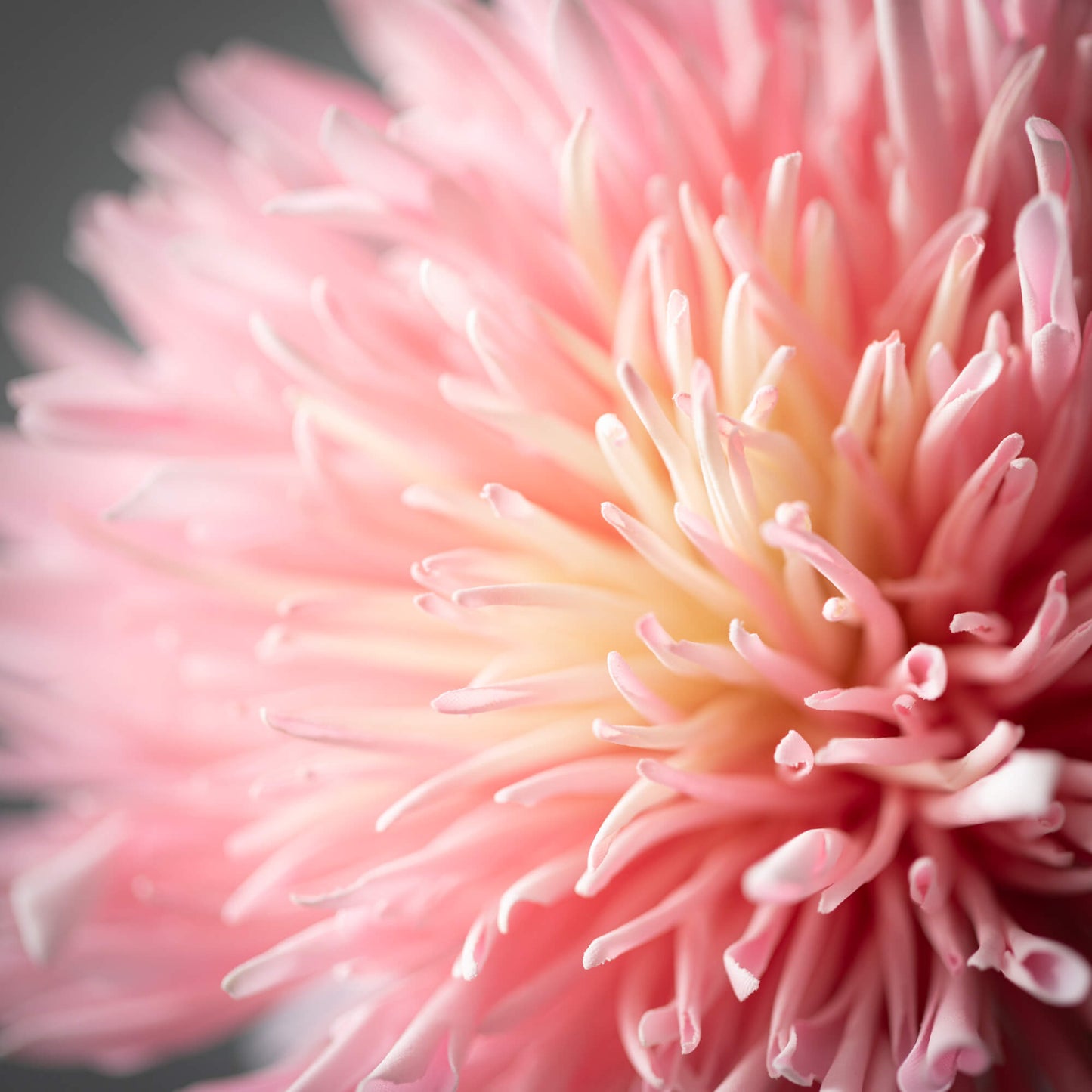 PINK CHRYSANTHEMUM