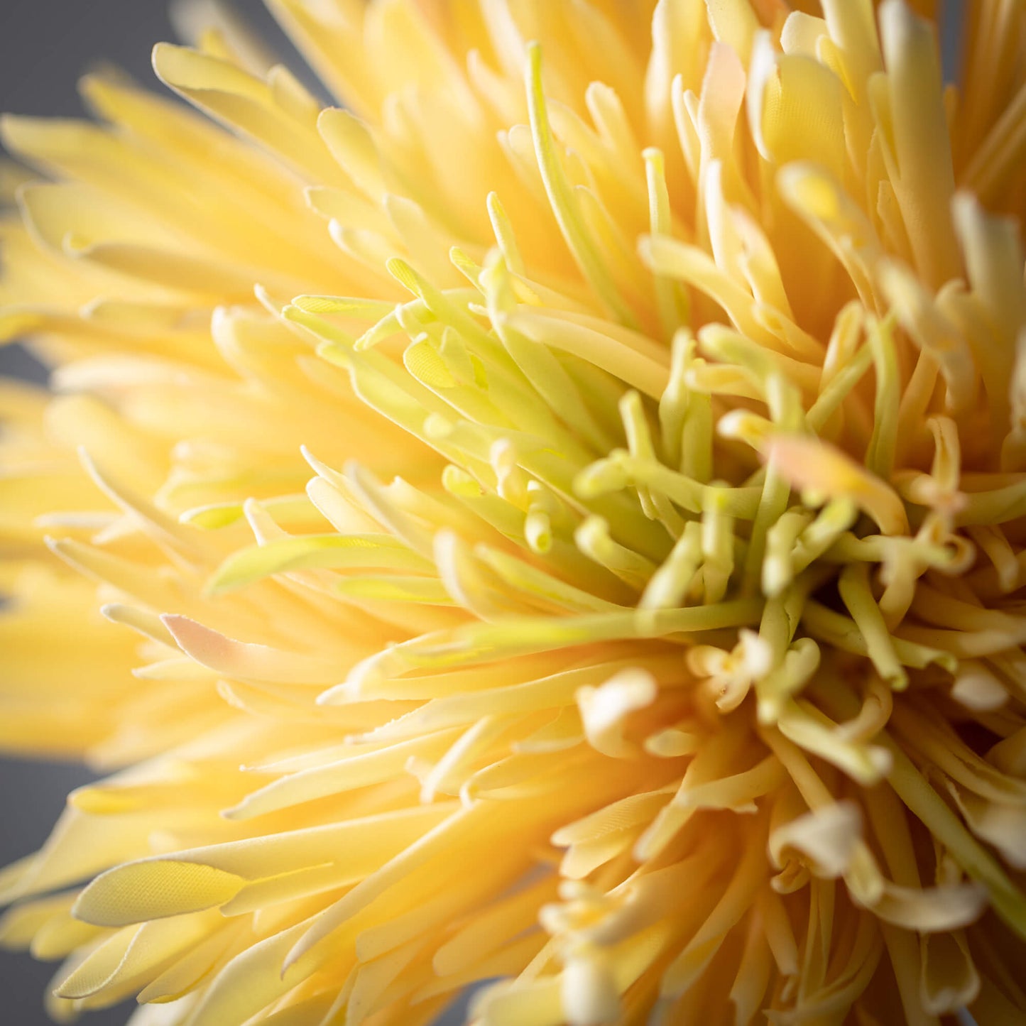 CHRYSANTHEMUM SPRING - YELLOW