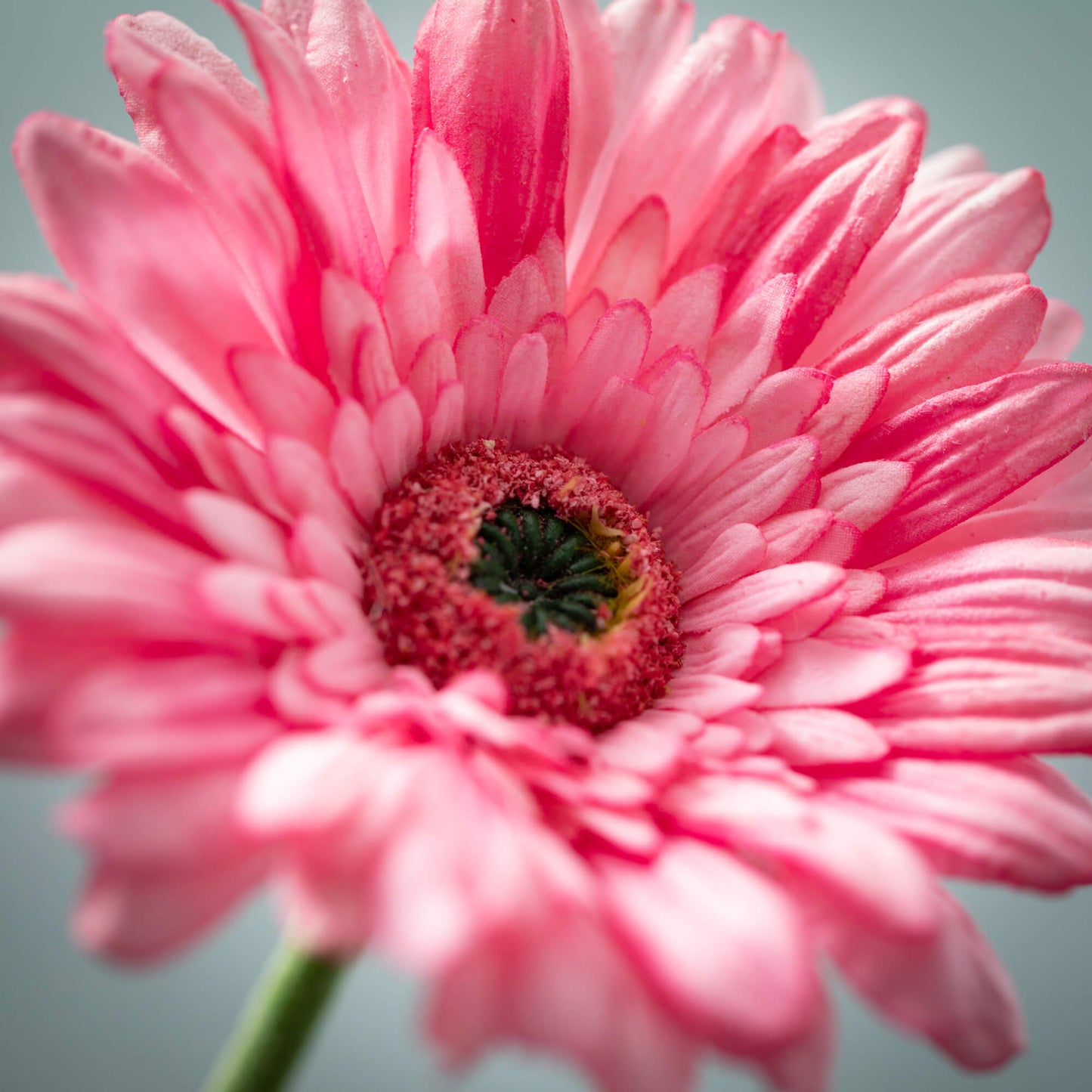 GERBERA DAISY - PINK