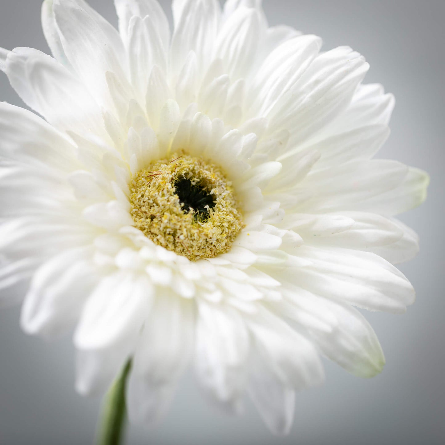 GERBERA DAISY - WHITE