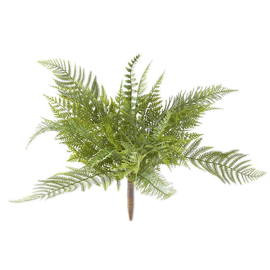 Fern