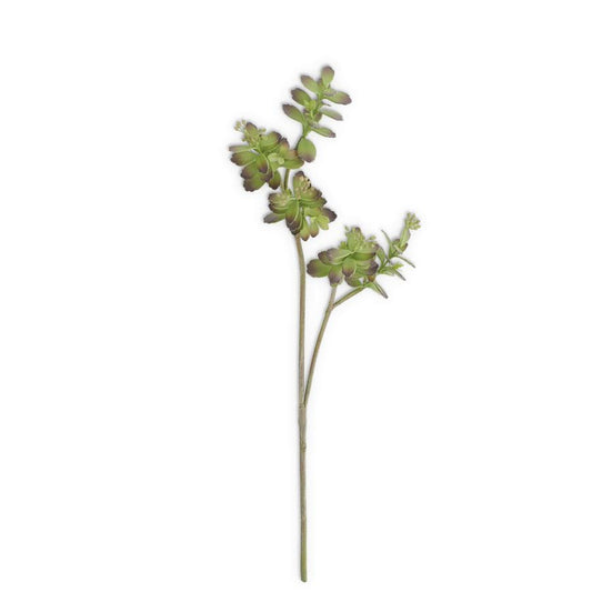Green and Burgundy Succulent Stem