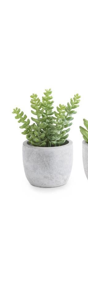 SMALL SUCCULENTS IN CEMENT POTS