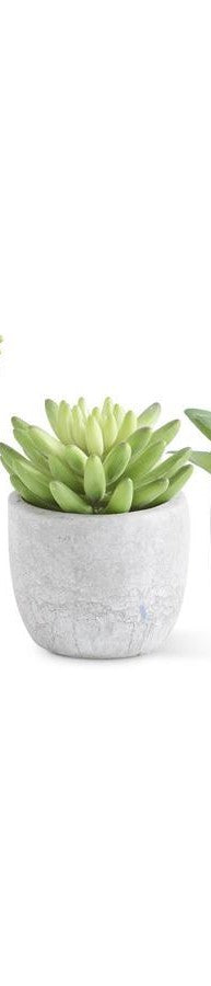 SMALL SUCCULENTS IN CEMENT POTS