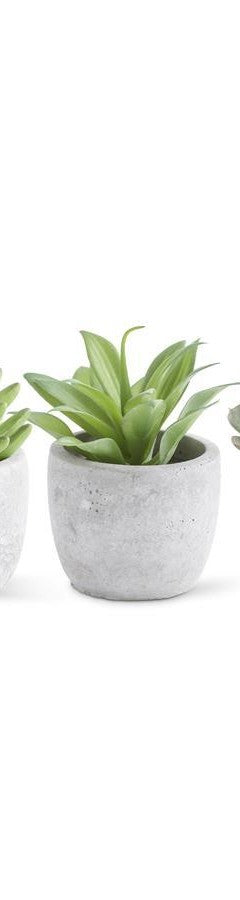 SMALL SUCCULENTS IN CEMENT POTS