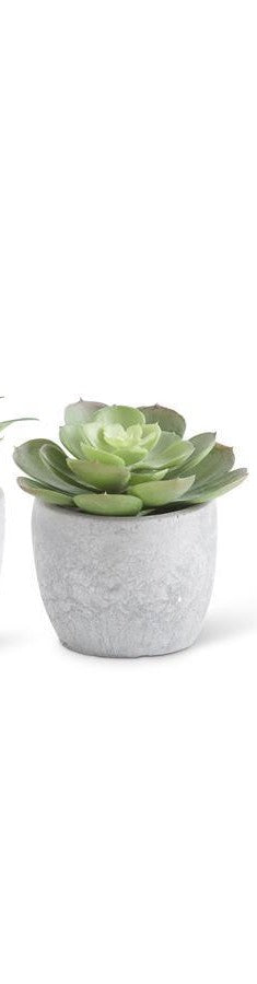 SMALL SUCCULENTS IN CEMENT POTS