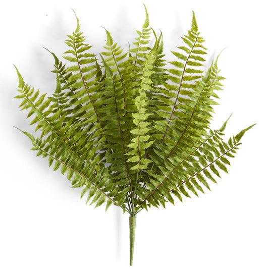 FERN BUSH
