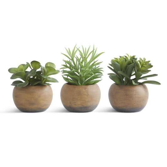 SUCCULENTS IN ROUND POT