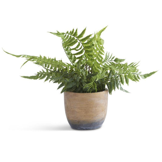 FERN IN WEATHERED CEMENT POT