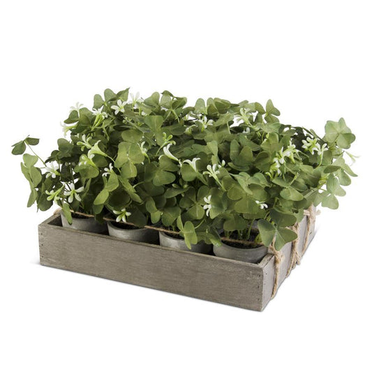 Potted Oxalis