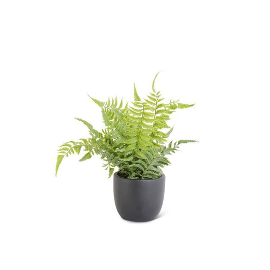 FERN IN BLACK POT