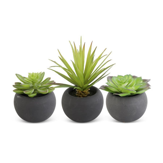 SUCCULENTS IN MATTE BLACK POT