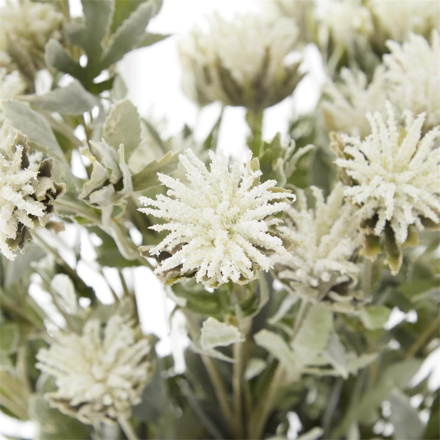 White Thistle w/Soft Green Foliage Stem