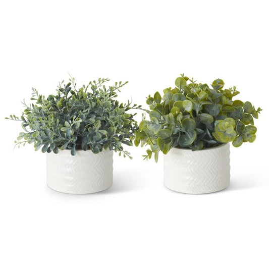 Eucalyptus in Ribbed White Ceramic Vase