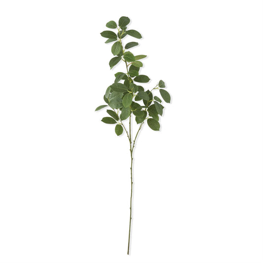 Rubber Plant Branch