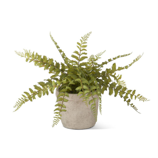 Fern in Weathered Cement Pot w/Faux Moss