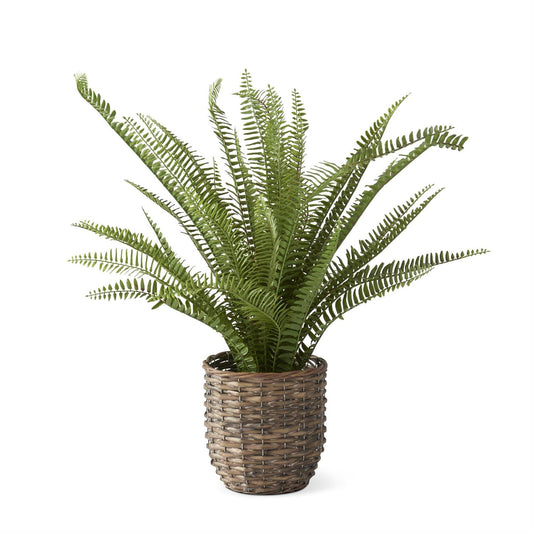 Boston Fern In Woven Rattan Basket w/Faux Dirt