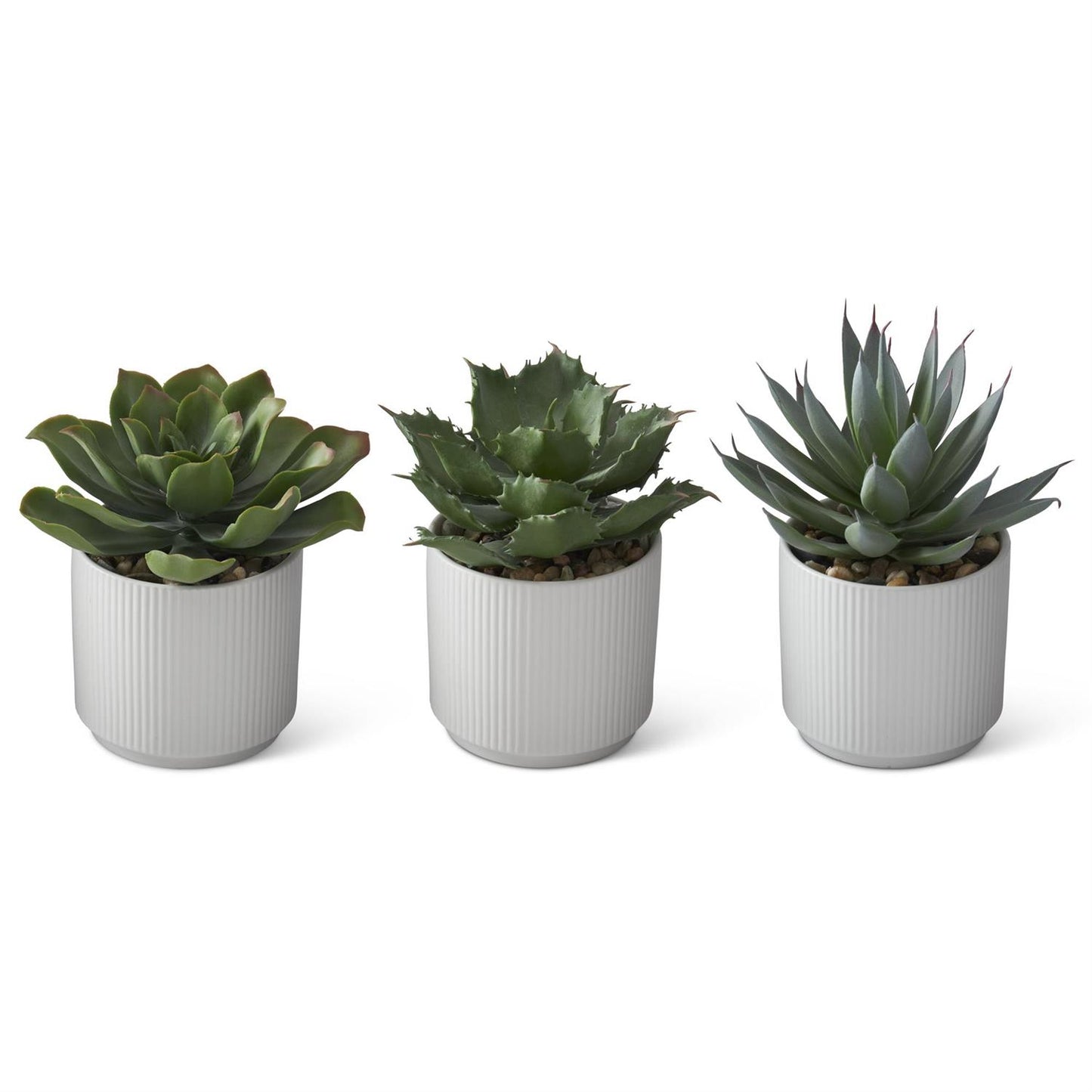 Succulents in White Ceramic Pot