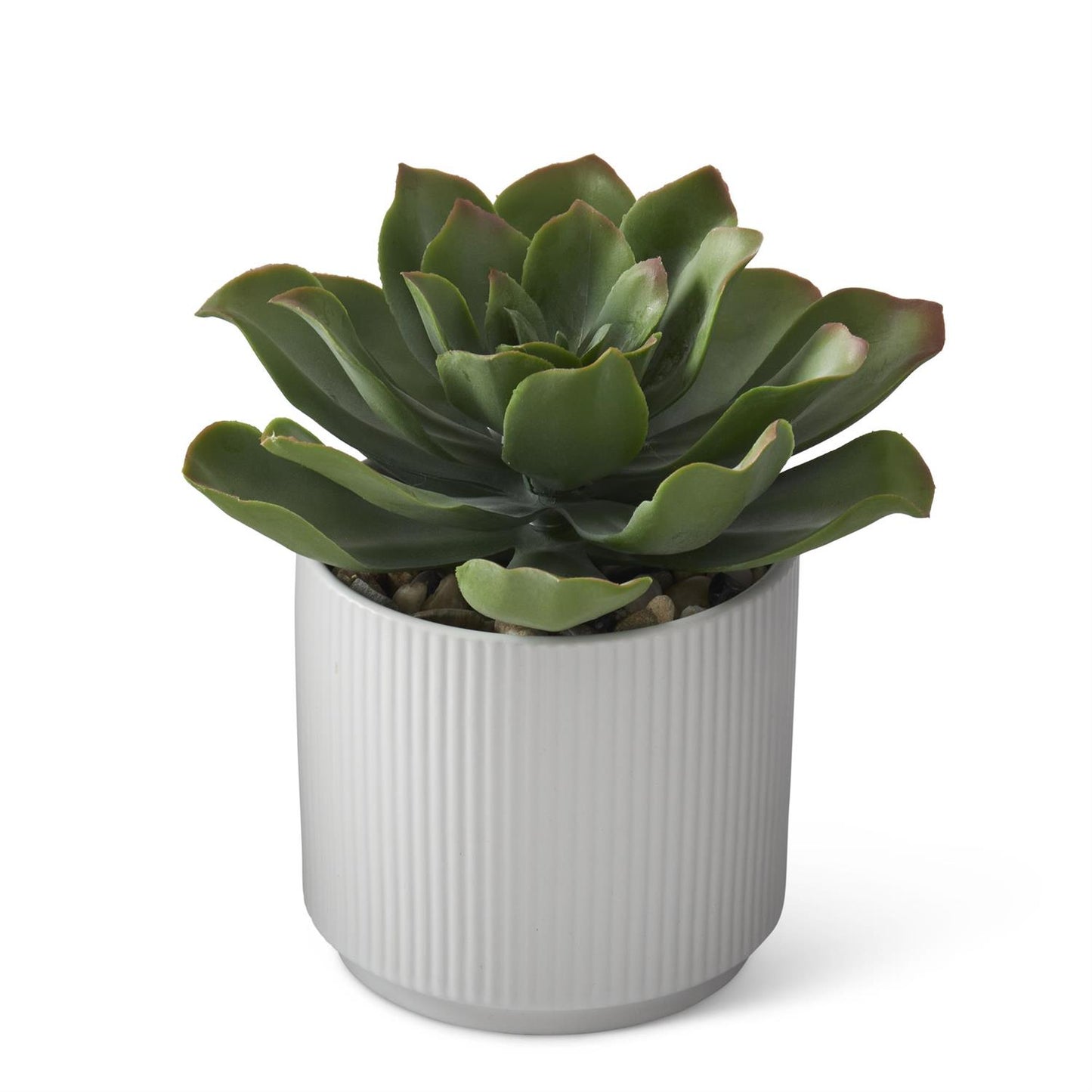 Succulents in White Ceramic Pot