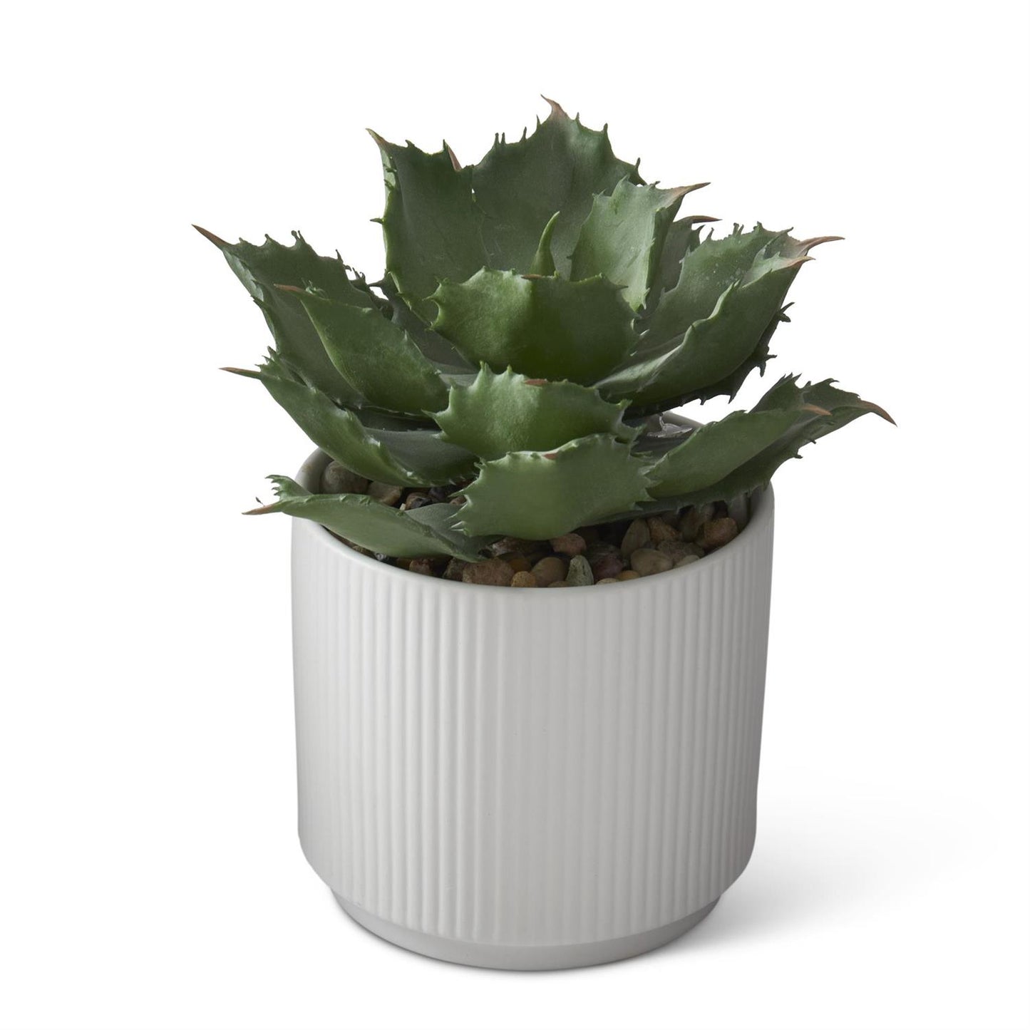 Succulents in White Ceramic Pot