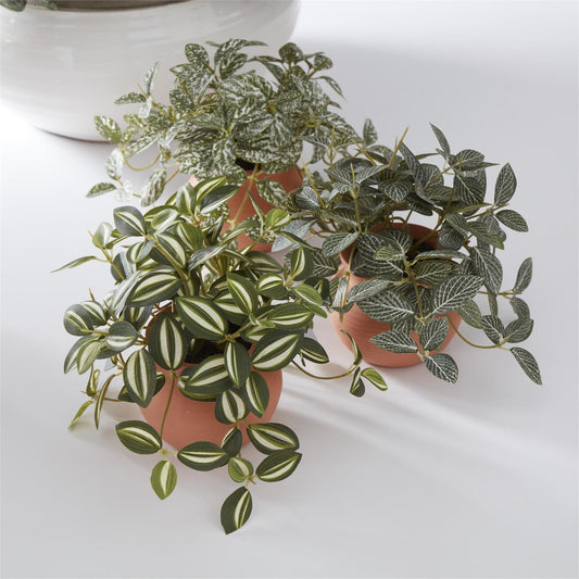 Ceramic Potted Plant