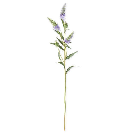 Purple Pineapple Lily Stem