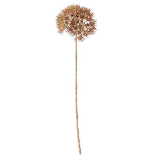ALLIUM STEM - TAN