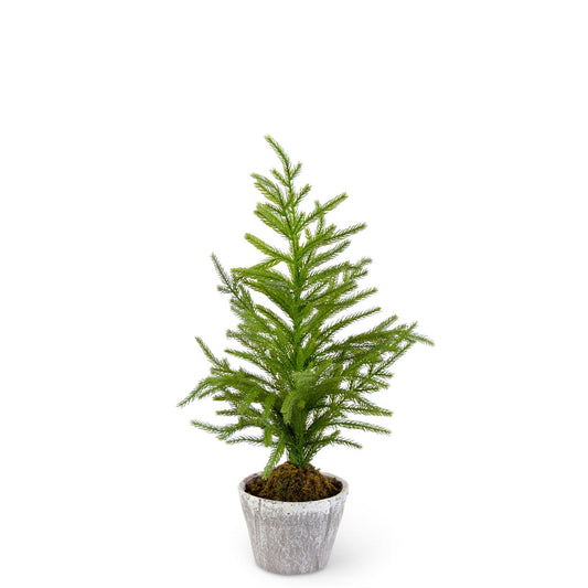 Norfolk Pine Tree in Gray Pot