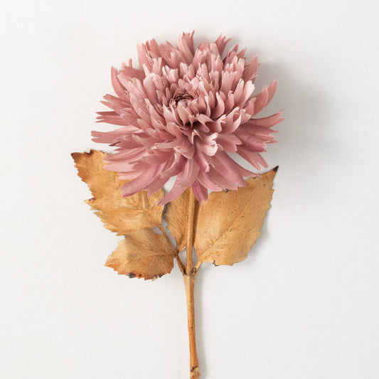 DAHLIA STEM - BLOSSOMING PINK