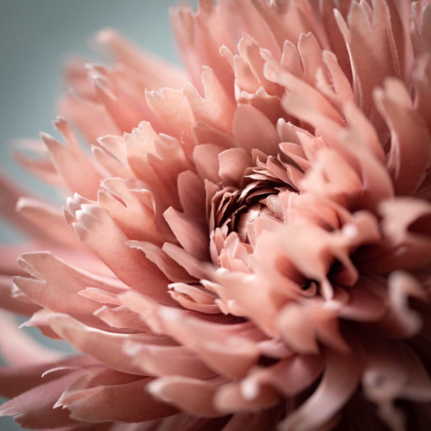 DAHLIA STEM - BLOSSOMING PINK