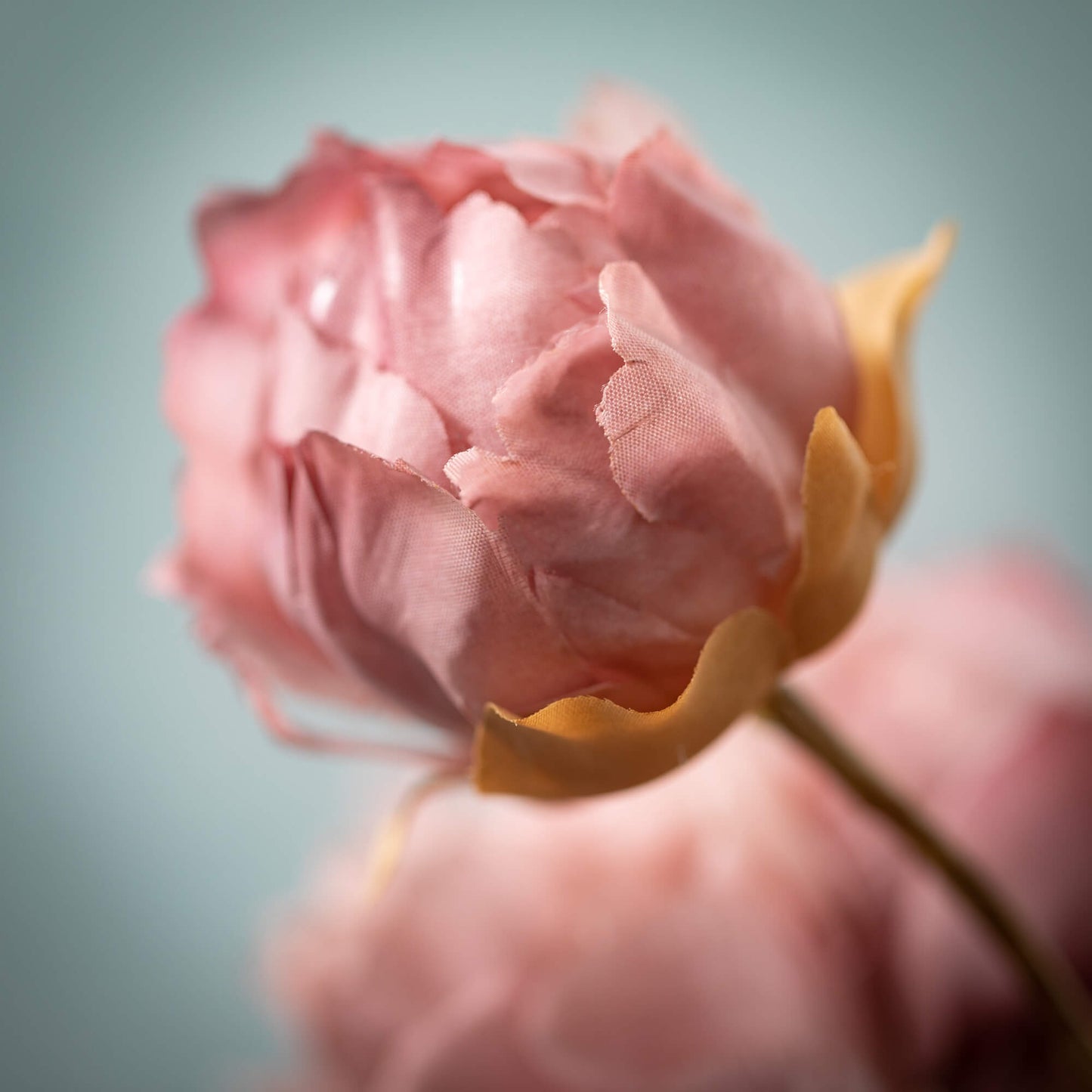 BLOOMING PEONIES - BLUSH PINK