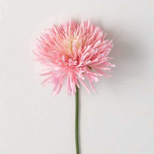 PINK CHRYSANTHEMUM
