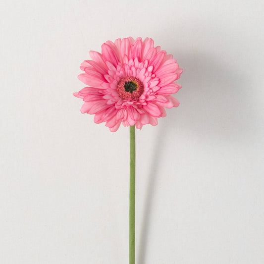 GERBERA DAISY - PINK