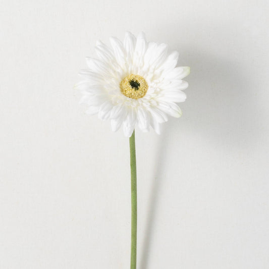 GERBERA DAISY - WHITE