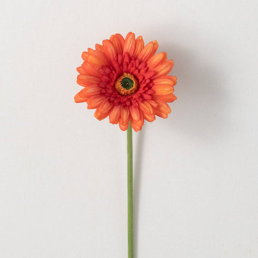 GERBERA DAISY - ORANGE FLAME
